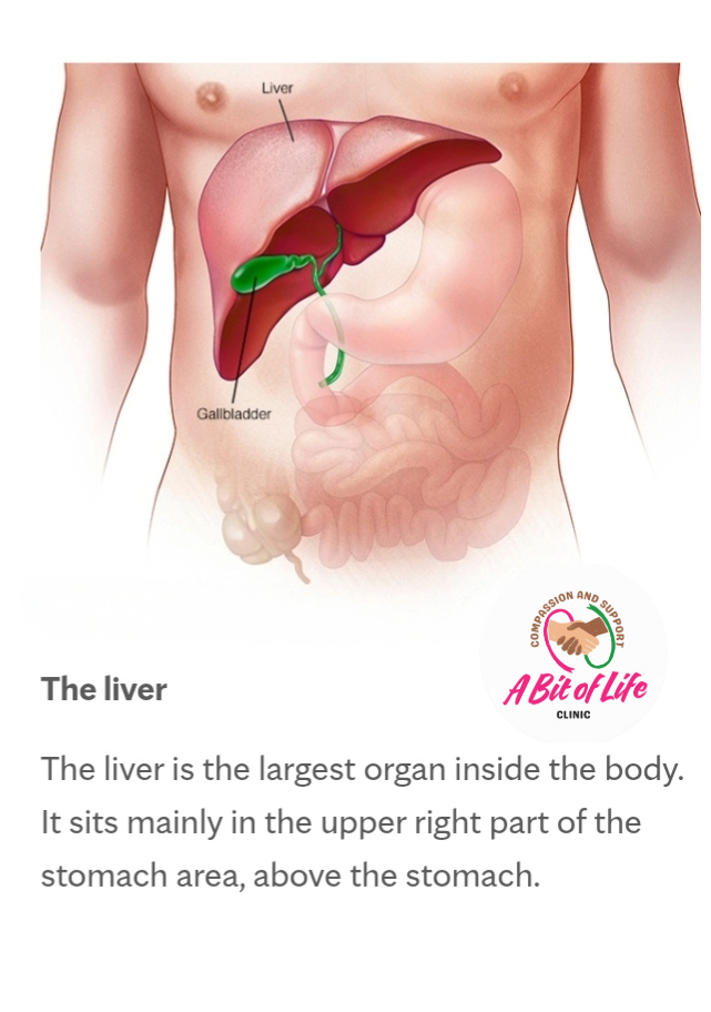 Liver and gallbladder anatomy